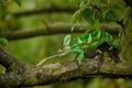 Veiled chameleon catching his prey on tree branch Royalty Free Stock Photo