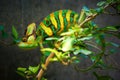 Veiled chameleon