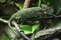 Veiled chameleon (Chamaeleo calyptratus). Royalty Free Stock Photo