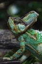 Veiled chameleon (Chamaeleo calyptratus).