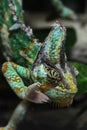 Veiled chameleon (Chamaeleo calyptratus). Royalty Free Stock Photo