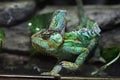 Veiled chameleon (Chamaeleo calyptratus).