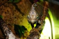 Veiled chameleon in the terrarium watches you with one eye