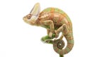 Veiled Chameleon Royalty Free Stock Photo