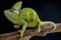 Veiled chameleon / Chamaeleo calyptratus Royalty Free Stock Photo