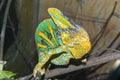 Veiled chameleon (Chamaeleo calyptratus) Royalty Free Stock Photo