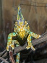 Veiled chameleon (Chamaeleo calyptratus) Royalty Free Stock Photo