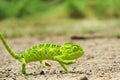 Veiled chameleon (chamaeleo calyptratus). Macro shots, Beautiful nature scene green chameleon. Royalty Free Stock Photo