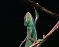 Veiled Chameleon Royalty Free Stock Photo