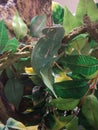 Veiled Chameleon climbing