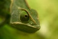 Veiled chameleon close up, shallow dof. Royalty Free Stock Photo