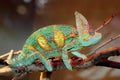 Veiled chameleon