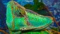 The veiled chameleon, cone-head (Chamaeleo calyptratus