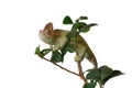 Veiled Chameleon in a Ficus Bonsai Tree Royalty Free Stock Photo