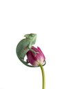 Veiled Chameleon on a flower isolated on white background Royalty Free Stock Photo