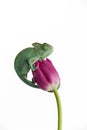 Veiled Chameleon on a flower isolated on white background Royalty Free Stock Photo