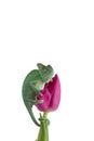 Veiled Chameleon on a flower isolated on white background Royalty Free Stock Photo