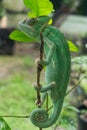 Veiled chameleon hang on tree stem Royalty Free Stock Photo