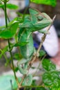 Veiled chameleon hang on tree stem