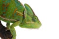 Veiled Chameleon isolated on white background Royalty Free Stock Photo