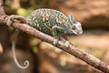 A veiled chameleon lizard