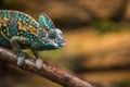 A veiled chameleon lizard