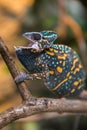 A veiled chameleon lizard