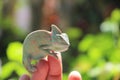 Veiled chameleon Chamaeleo calyptratus resting on a branch in its habitat