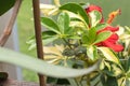 Veiled Chameleon on plant Royalty Free Stock Photo