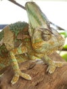 The veiled chameleon strolling on the tree. Royalty Free Stock Photo