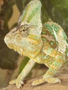 The veiled chameleon strolling on the tree. Royalty Free Stock Photo