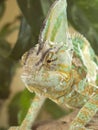 The veiled chameleon strolling on the tree. Royalty Free Stock Photo