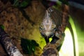 Veiled chameleon in the terrarium looks at you