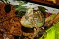 Veiled chameleon in the terrarium in profile