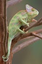 Veiled Chameleon in Tree 2 Royalty Free Stock Photo