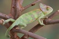 Veiled Chameleon in Tree Royalty Free Stock Photo