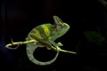 Veiled chameleon Royalty Free Stock Photo