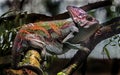 Veiled chameleon 2