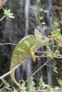 Veiled Chameleon with Waterfall background Royalty Free Stock Photo