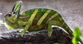 Veiled chameleon 5