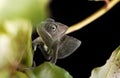 Veiled chameleons