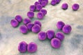 Veillonella bacteria, gram-negative anaerobic cocci
