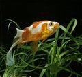 Veiltail Goldfish, carassius auratus