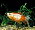 Veiltail Goldfish, carassius auratus, Adult