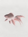 Veiltail goldfish vintage illustration, remix from original artwork