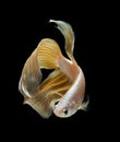 Veilteil Betta Fish Royalty Free Stock Photo