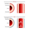 Vein and Artery anatomy. comparison and difference