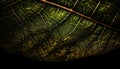 Vein fractal textured leaf, vibrant green backdrop generated by AI Royalty Free Stock Photo