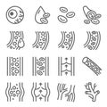 Vein icon illustration vector set. Contains such as Capillary, Cell, Hemoglobin, Blood vessel, Artery and more. Editable stroke