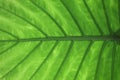 Vein of leaf Royalty Free Stock Photo